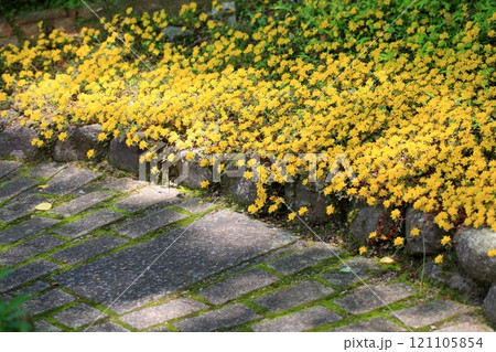 リシマキアの花　ミッドナイトサン 121105854