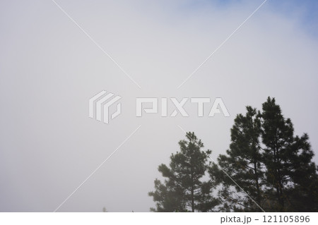 travel and people activity concept with tree and haze in tropical forest on mountain travel and people activity concept with tree and haze in tropical forest on mountain 121105896