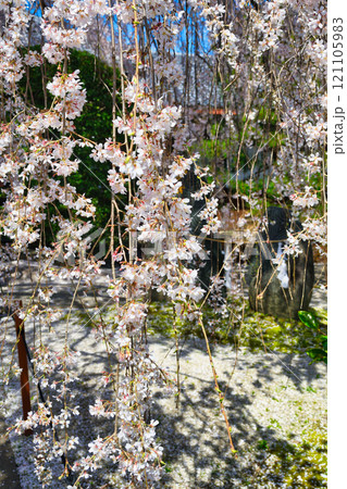 京都　本満寺の枝垂れ桜（京都府京都市上京区） 121105983