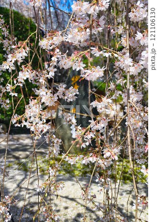 京都　本満寺の枝垂れ桜（京都府京都市上京区） 121106130