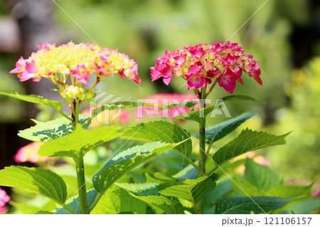 鮮やか 紅色アジサイの花 鮮やか 紅色アジサイの花 121106157