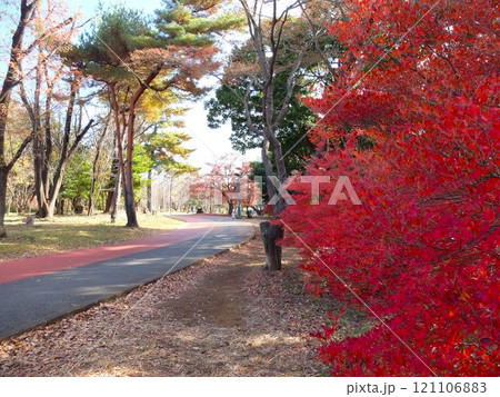 秋の和光樹林公園 秋の和光樹林公園 121106883
