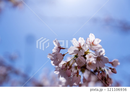 春の青空に映える満開の桜 春の青空に映える満開の桜 121106936