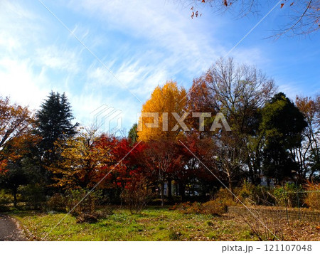 秋の都立大泉中央公園 秋の都立大泉中央公園 121107048