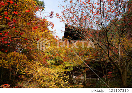 紅葉に包まれた三重塔 紅葉に包まれた三重塔 121107310
