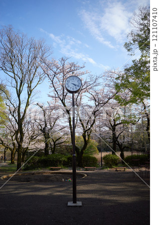 桜の木々と公園の時計が映える春の朝 121107410