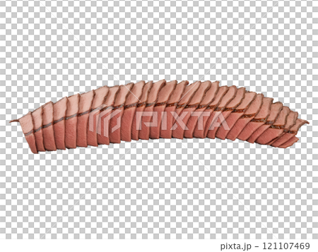 Beef Tongue (Bos taurus) Tender, flavorful meat from the cow's tongue, which is typically boiled, braised, or grilled, often used 121107469