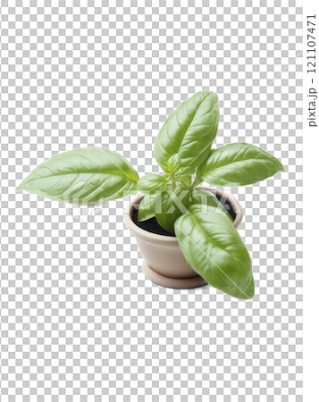 Basil (Ocimum basilicum) Aromatic herb with green, soft leaves, commonly used in cooking and for medicinal purposes. Basil is often 121107471