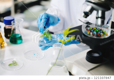 Biologist taking experiment with plants working in biochemistry laboratory. 121107847