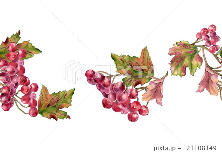 Bunch of red viburnum berries watercolor seamless border isolated. Snowball tree berries on branch, leaves in botanical repeated background hand painted. Red berries hand drawn for textile, package. 121108149
