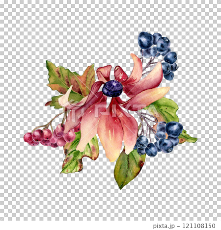 Pink coneflower and chokeberry colorful watercolor illustration isolated. Colorful leaves, viburnum berries and rowan hand drawn botanical sketch. Autumn bloom daisy painted for fall nature themed. 121108150