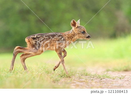 Adorable little roe deer fawn Adorable little roe deer fawn 121108413
