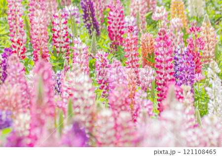 栃木県鹿沼市 鹿沼市花木センター ルピナス畑 栃木県鹿沼市 鹿沼市花木センター ルピナス畑 121108465