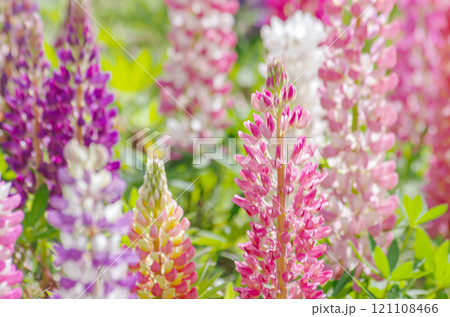 栃木県鹿沼市 鹿沼市花木センター ルピナス畑 栃木県鹿沼市 鹿沼市花木センター ルピナス畑 121108466