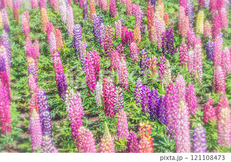 栃木県鹿沼市 鹿沼市花木センター ルピナス畑 栃木県鹿沼市 鹿沼市花木センター ルピナス畑 121108473