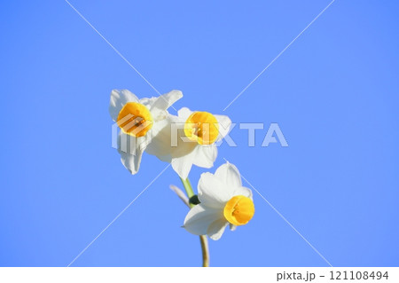青空に映える水仙 青空に映える水仙 121108494