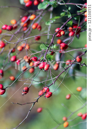 Rosehip red berries on a branch. Plant bush fruits 121108551