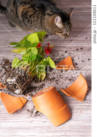 The cat broke a terracotta flower pot. Anthurium flower. The cat broke a terracotta flower pot. Anthurium flower. 121108611
