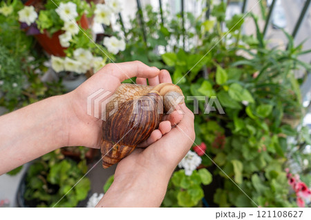 Big snail achatina pet. Animal at home 121108627