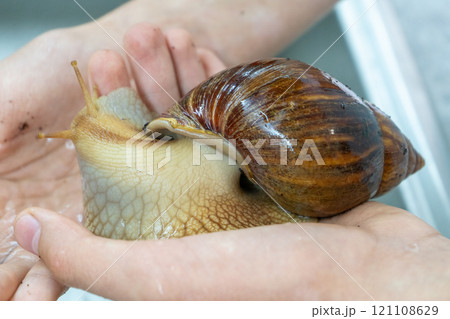 Big snail achatina pet. Animal at home 121108629