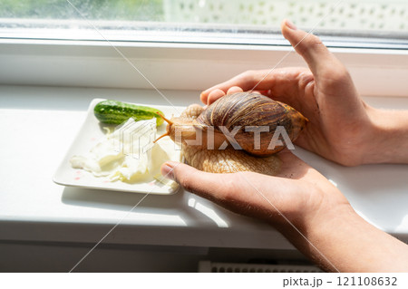 Big snail achatina pet. Animal at home 121108632