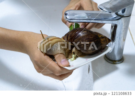 Big snail achatina pet. Animal at home 121108633