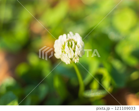 冬の朝 クローバーの白い花01 冬の朝 クローバーの白い花01 121109033