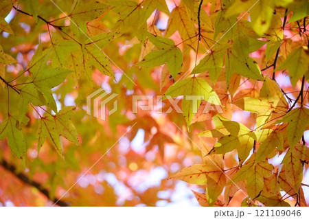 奈良県・生駒市・鹿ノ台中央公園・タイワンフウの紅葉48 121109046
