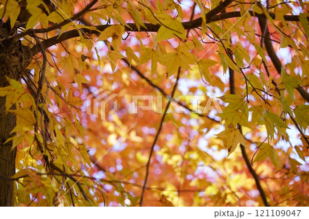 奈良県・生駒市・鹿ノ台中央公園・タイワンフウの紅葉47 奈良県・生駒市・鹿ノ台中央公園・タイワンフウの紅葉47 121109047