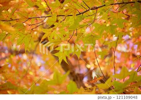 奈良県・生駒市・鹿ノ台中央公園・タイワンフウの紅葉46 121109048