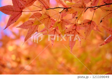 奈良県・生駒市・鹿ノ台中央公園・タイワンフウの紅葉45 奈良県・生駒市・鹿ノ台中央公園・タイワンフウの紅葉45 121109049
