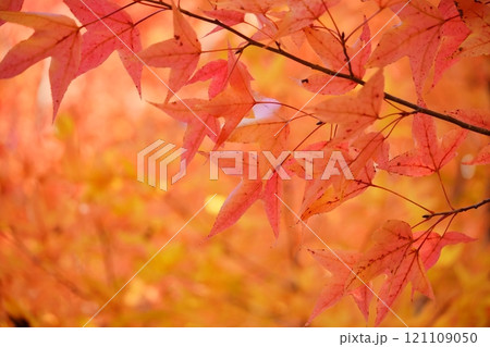 奈良県・生駒市・鹿ノ台中央公園・タイワンフウの紅葉44 121109050