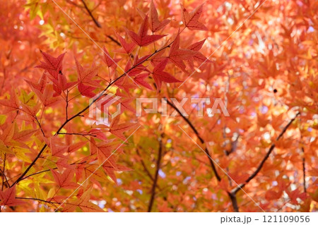 奈良県・生駒市・鹿ノ台中央公園・タイワンフウの紅葉32 奈良県・生駒市・鹿ノ台中央公園・タイワンフウの紅葉32 121109056