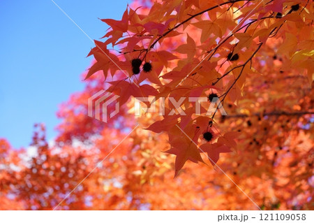 奈良県・生駒市・鹿ノ台中央公園・タイワンフウの紅葉30 121109058