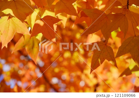奈良県・生駒市・鹿ノ台中央公園・タイワンフウの紅葉15 奈良県・生駒市・鹿ノ台中央公園・タイワンフウの紅葉15 121109066