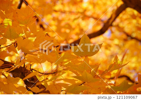 奈良県・生駒市・鹿ノ台中央公園・タイワンフウの紅葉13 121109067