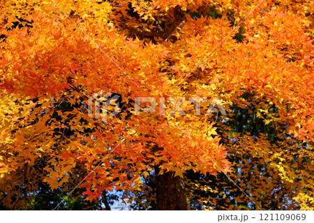奈良県・生駒市・鹿ノ台中央公園・タイワンフウの紅葉11 奈良県・生駒市・鹿ノ台中央公園・タイワンフウの紅葉11 121109069