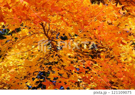奈良県・生駒市・鹿ノ台中央公園・タイワンフウの紅葉7 121109075