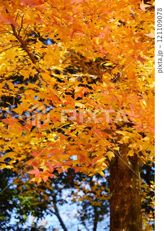 奈良県・生駒市・鹿ノ台中央公園・タイワンフウの紅葉5 121109078