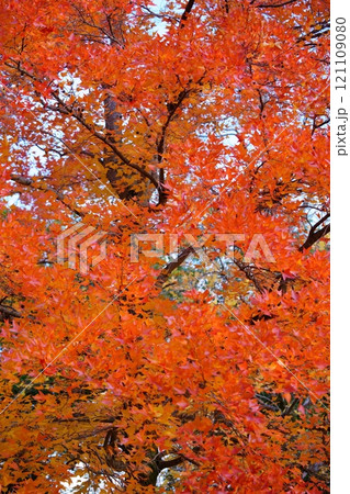 奈良県・生駒市・鹿ノ台中央公園・タイワンフウの紅葉4 奈良県・生駒市・鹿ノ台中央公園・タイワンフウの紅葉4 121109080