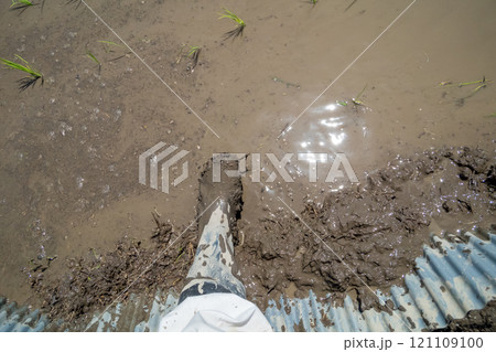 rice-planting rice-planting 121109100