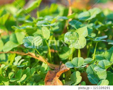 冬の朝 クローバーと枯葉アップ01 冬の朝 クローバーと枯葉アップ01 121109291