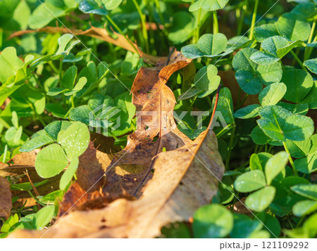 冬の朝 クローバーと枯葉アップ02 冬の朝 クローバーと枯葉アップ02 121109292