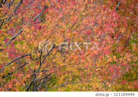 公園のきれいな紅葉 公園のきれいな紅葉 121109499