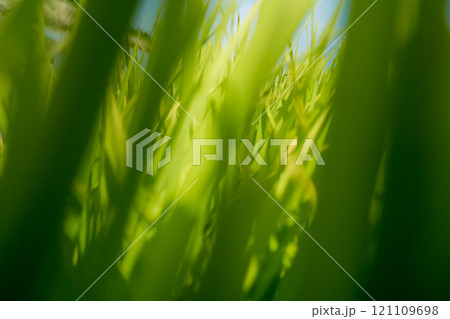 rice-planting 121109698