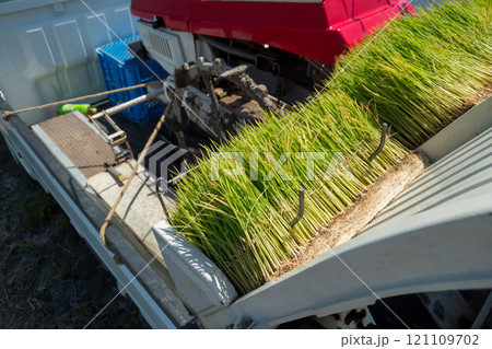 rice-planting 121109702