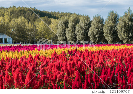 【中富良野町　ファーム富田のケイトウ花畑】 121109707