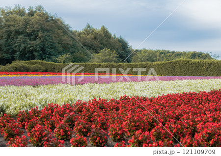 【中富良野町　ファーム富田の花畑】 121109709