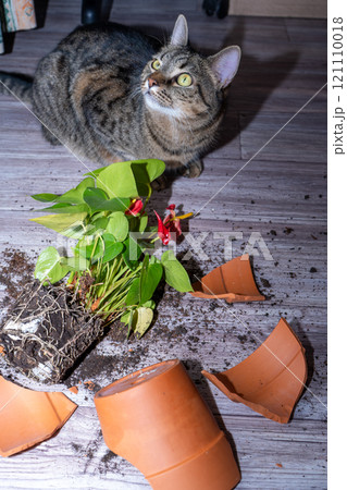 The cat broke a terracotta flower pot. Anthurium flower. 121110018