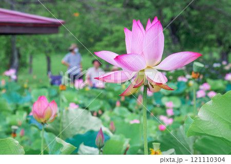 栃木県栃木市 つがの里 初夏の風景 121110304